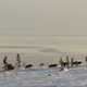 Illustration for article titled The Low-Grade Acid That Is The Iditarod